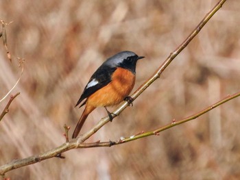 Daurian Redstart 鎌ヶ谷市 Wed, 1/6/2021