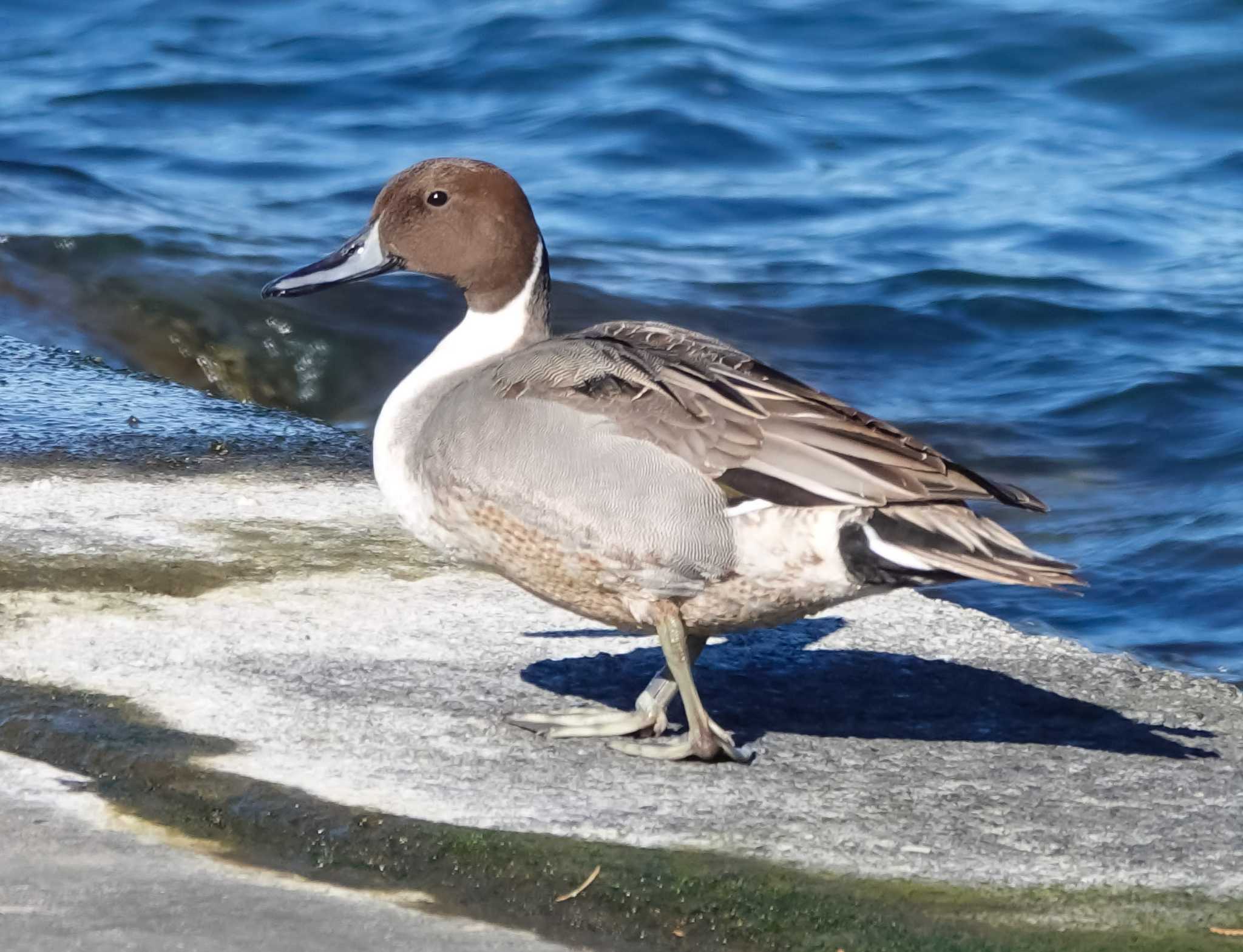 Photo of Northern Pintail at 