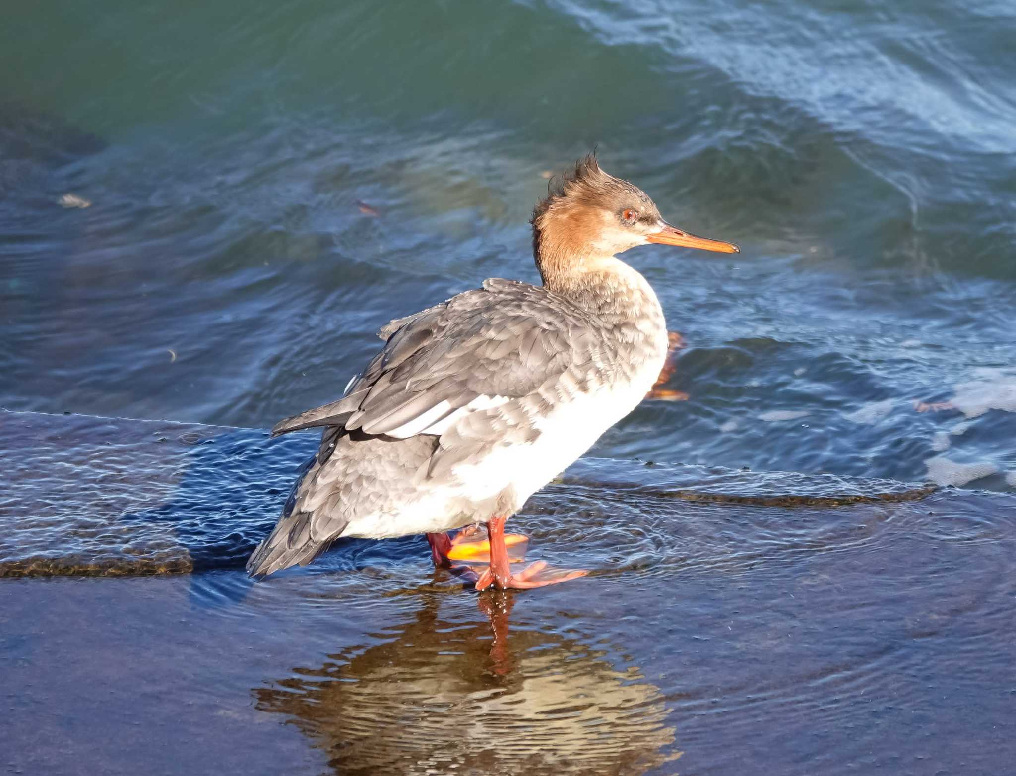 Photo of Red-breasted Merganser at 