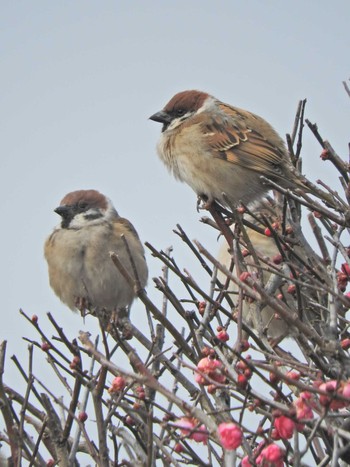 Eurasian Tree Sparrow 埼玉県 　所沢市 Wed, 1/6/2021