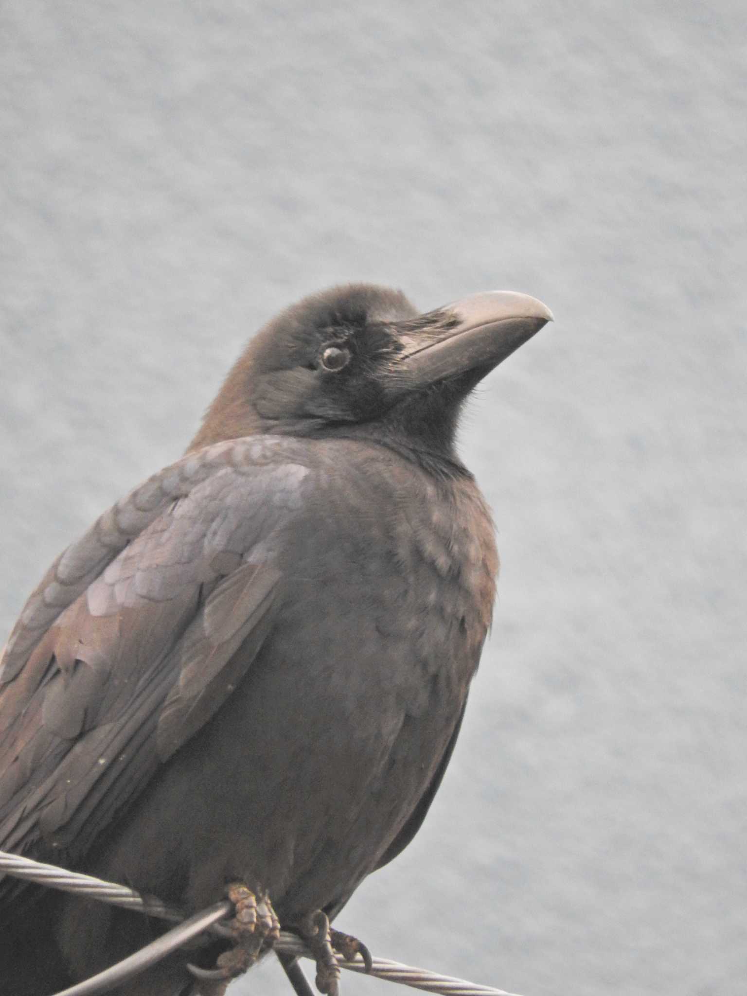 Photo of Large-billed Crow at 埼玉県 　所沢市