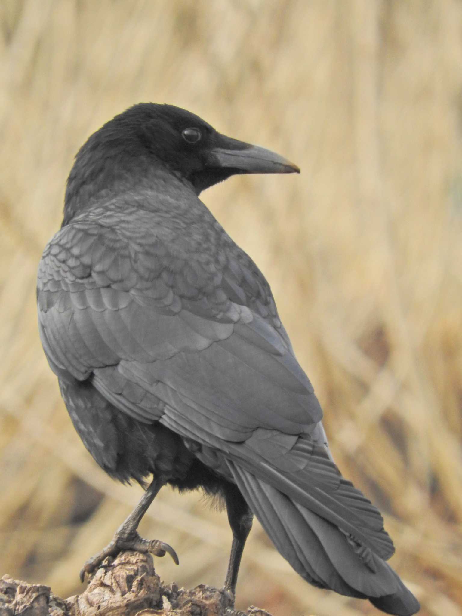 Photo of Carrion Crow at 砂川堀北野調整池 by chiba