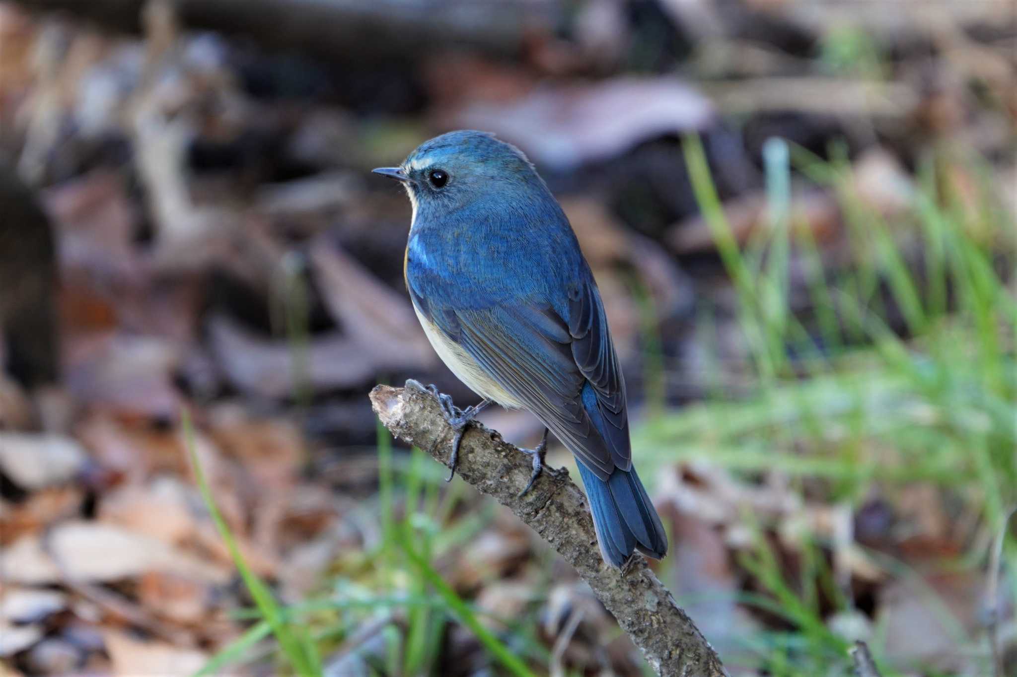 Photo of Red-flanked Bluetail at Kitamoto Nature Observation Park