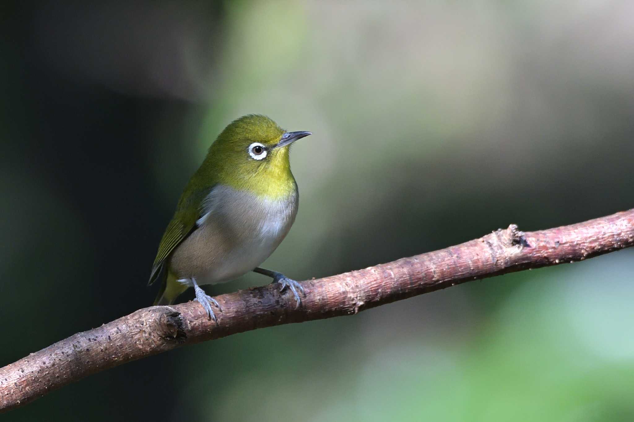 Photo of Warbling White-eye at 権現山(弘法山公園)