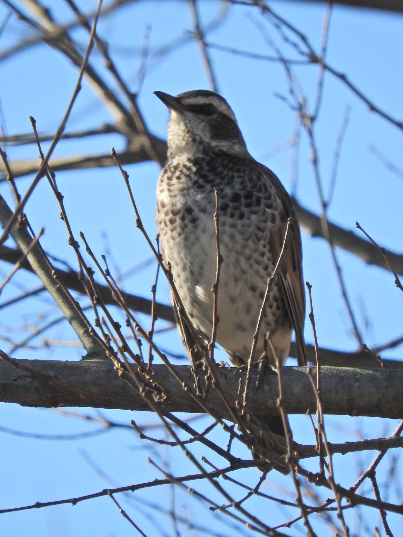 Photo of Dusky Thrush at 砂川堀北野調整池