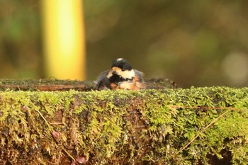 2020年12月27日(日) 南アルプス邑野鳥公園の野鳥観察記録