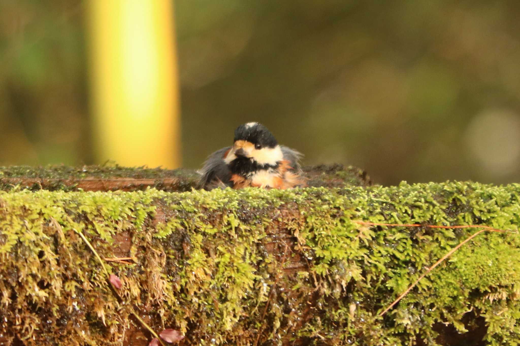 「この野鳥の種類を教えてください！」、きっと「ヤマ」ちゃんです…。