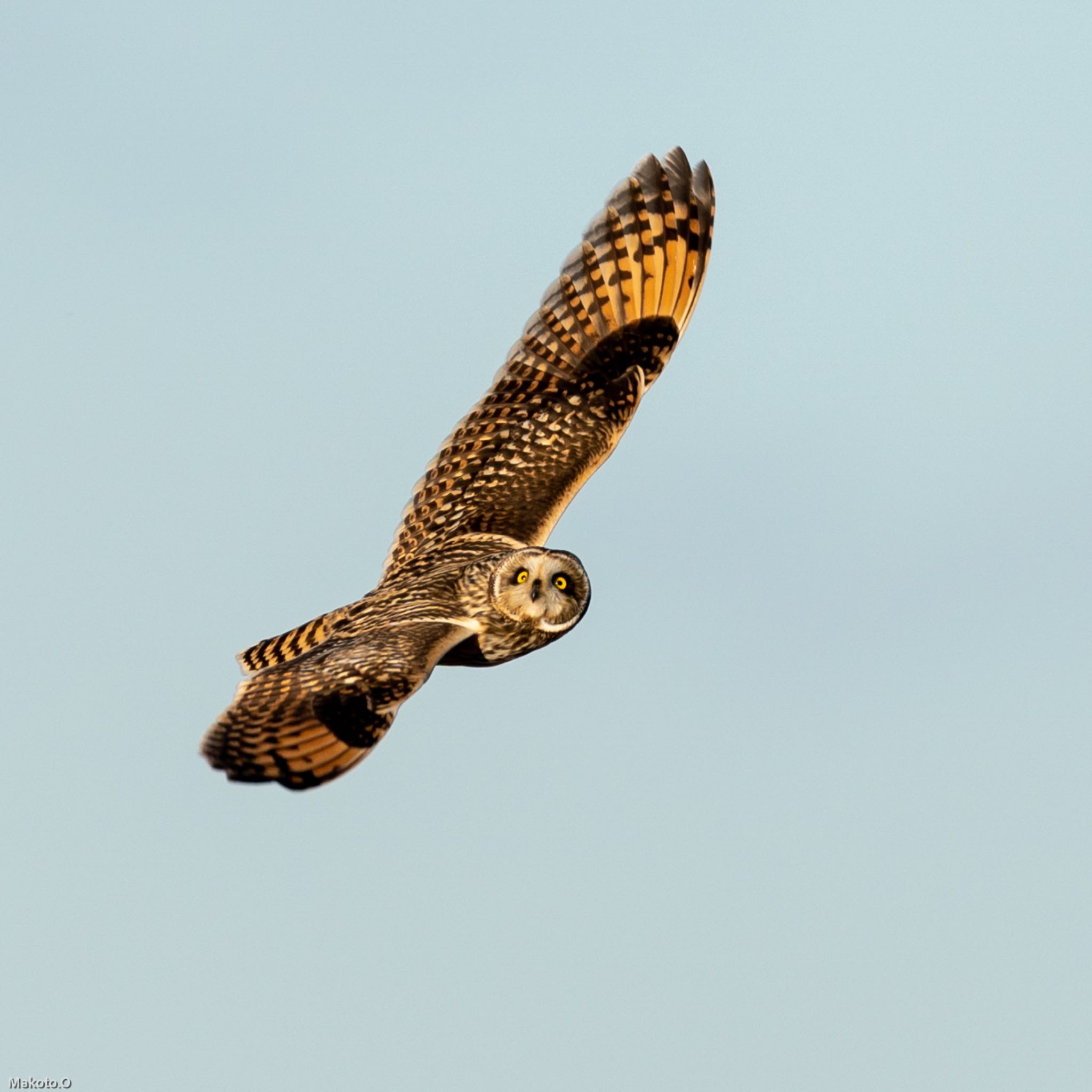 Photo of Short-eared Owl at 