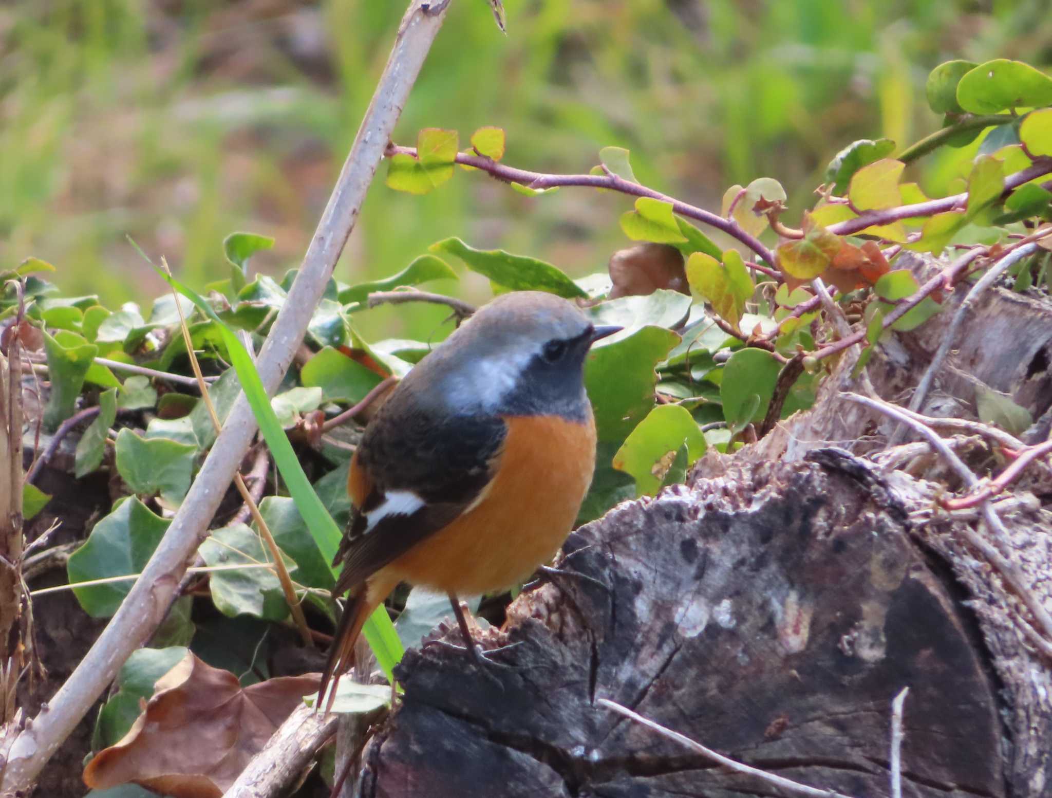 Photo of Daurian Redstart at 境川(境橋付近)