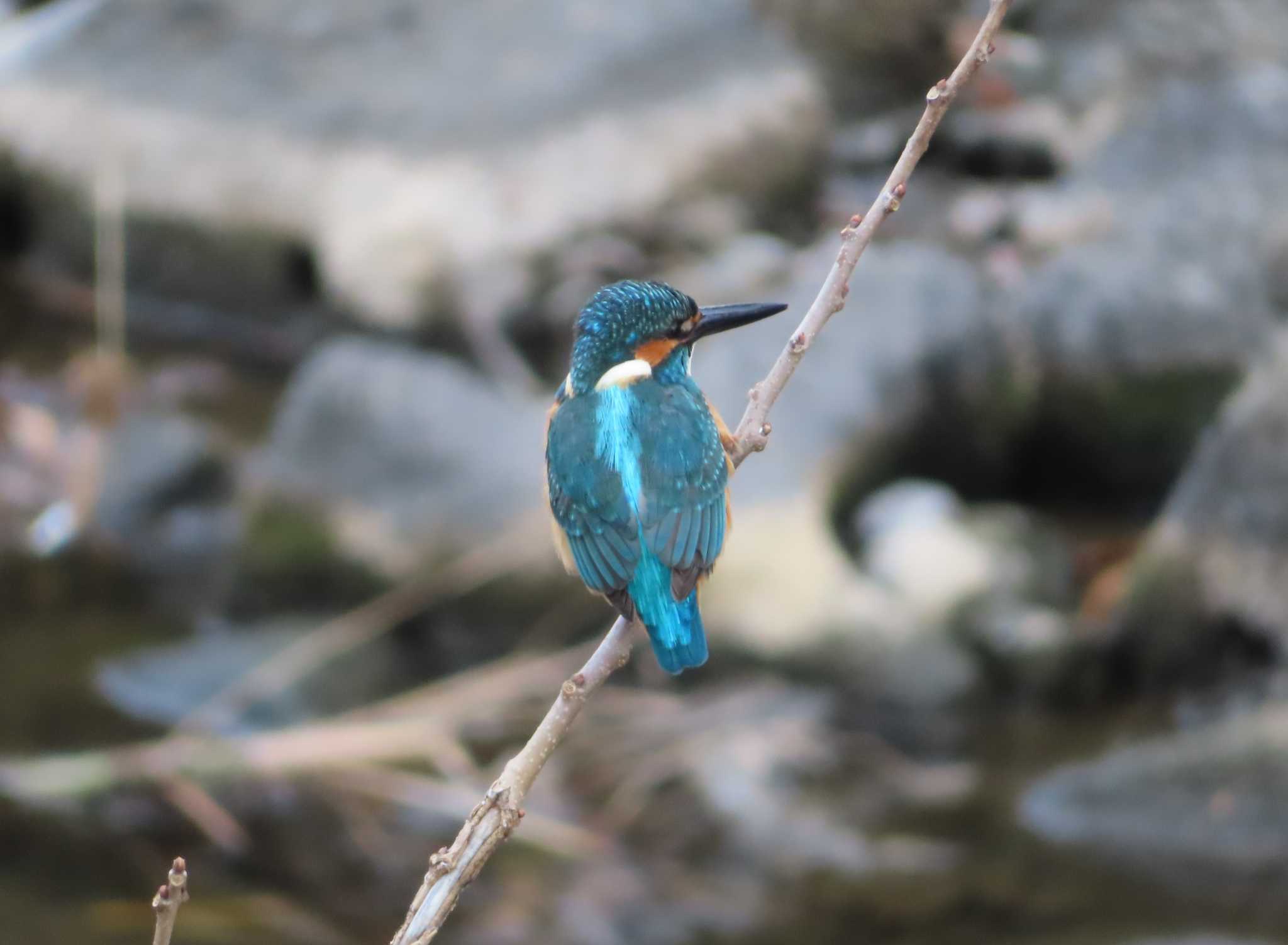 Photo of Common Kingfisher at 境川(境橋付近) by ゆ