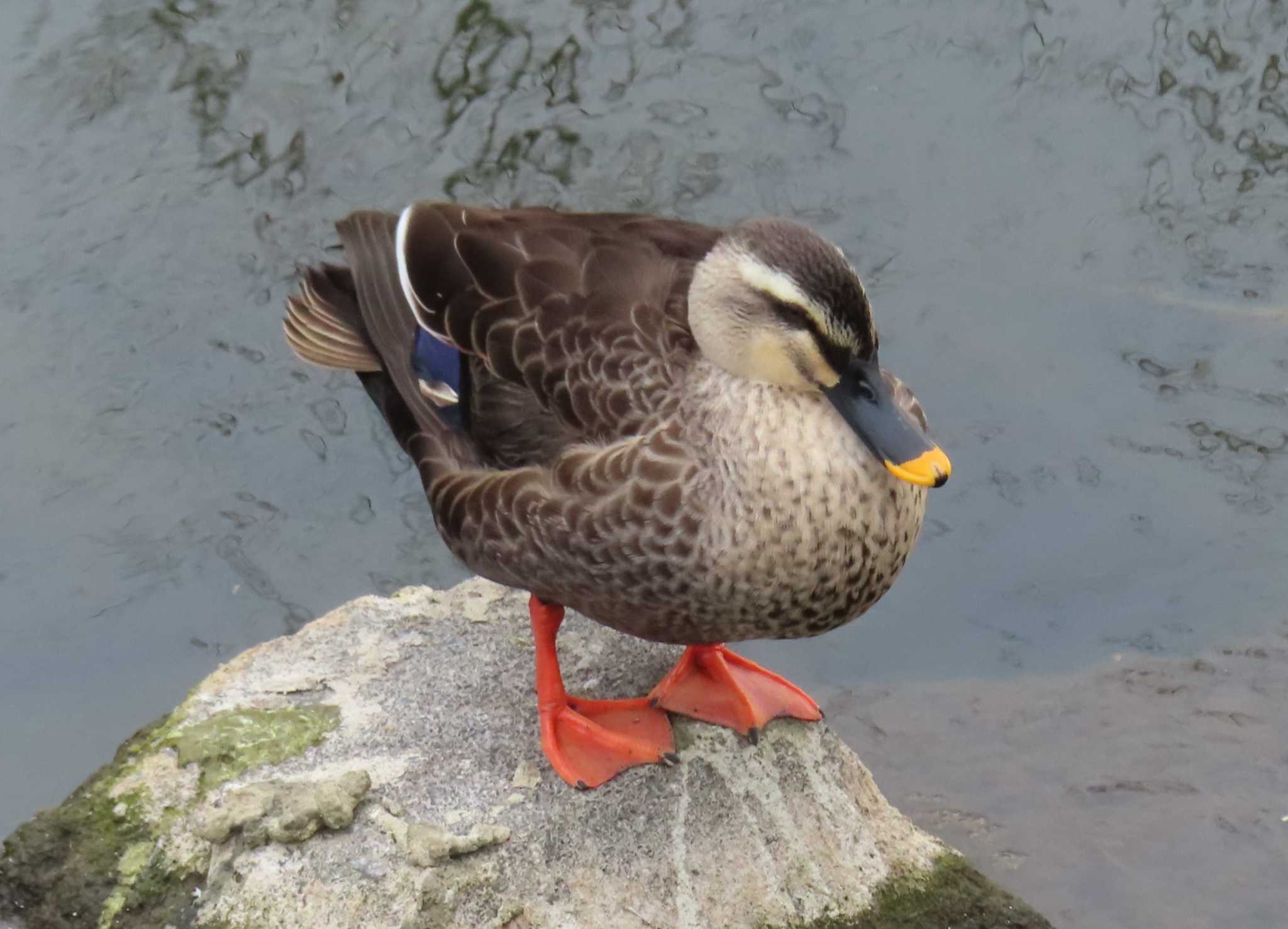 Photo of Eastern Spot-billed Duck at 境川(境橋付近) by ゆ