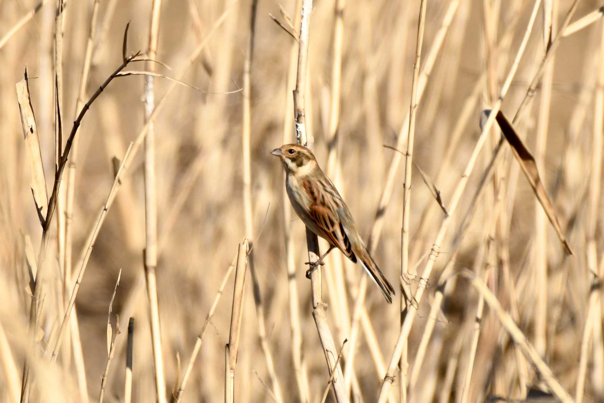 Photo of Common Reed Bunting at Mizumoto Park