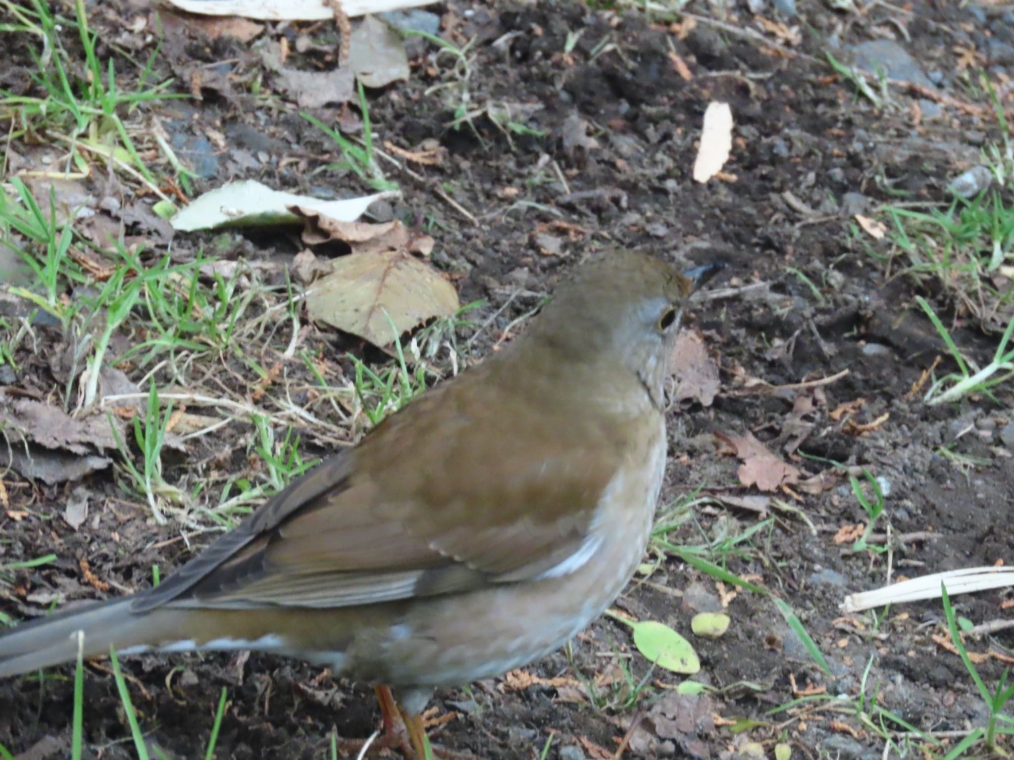 Photo of Pale Thrush at 仙石原