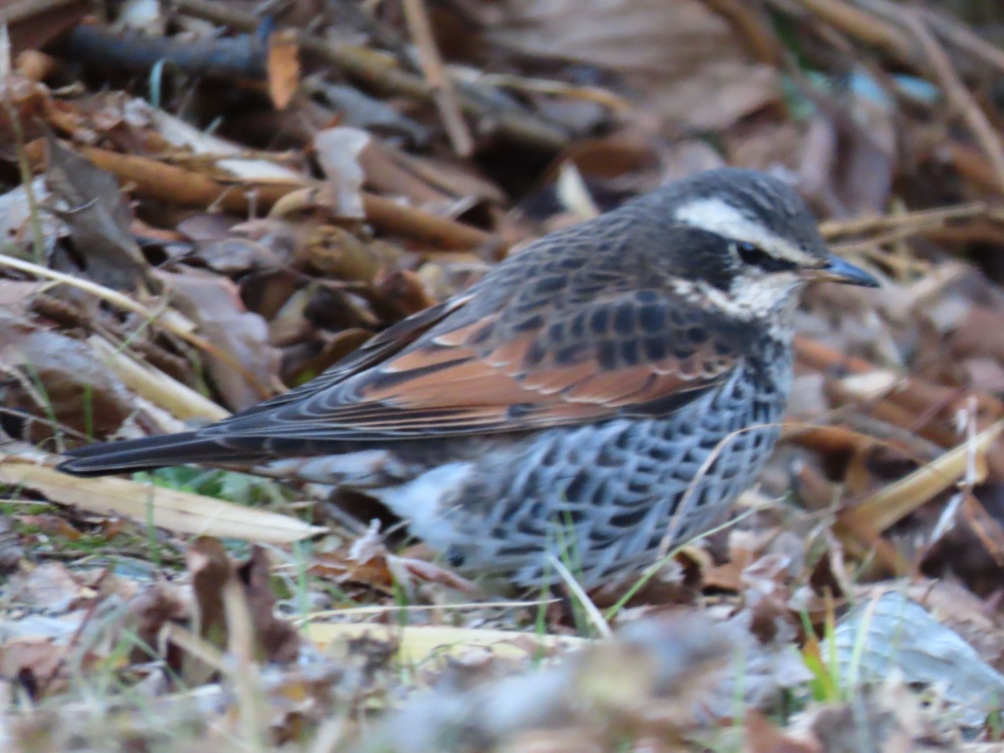 Photo of Dusky Thrush at 仙石原 by Taka