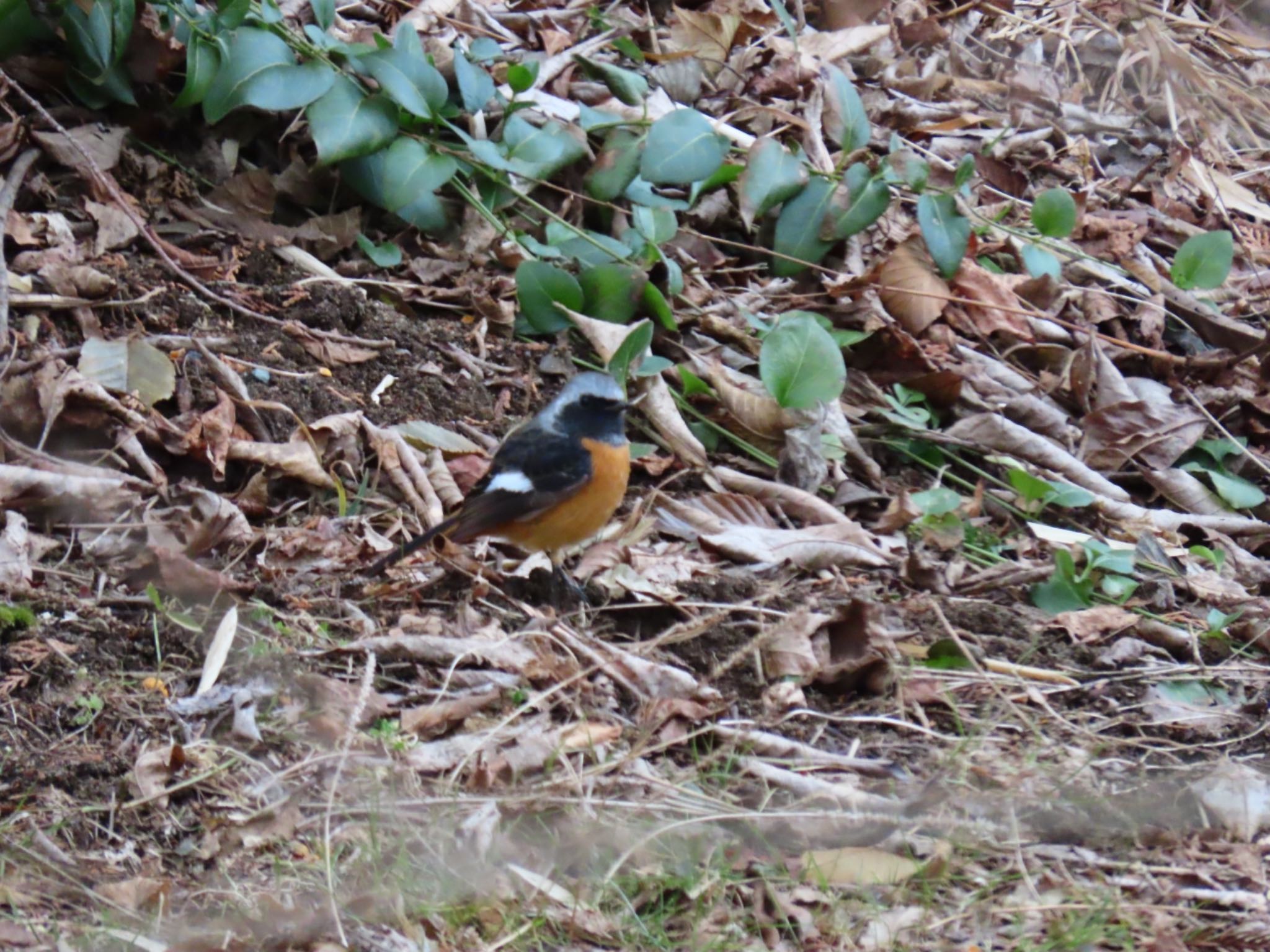 Photo of Daurian Redstart at 仙石原