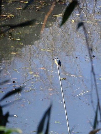 Common Kingfisher Mitsuike Park Fri, 1/1/2021