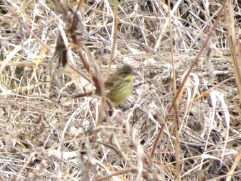 Wed, 1/6/2021 Birding report at 浅川 (八王子)