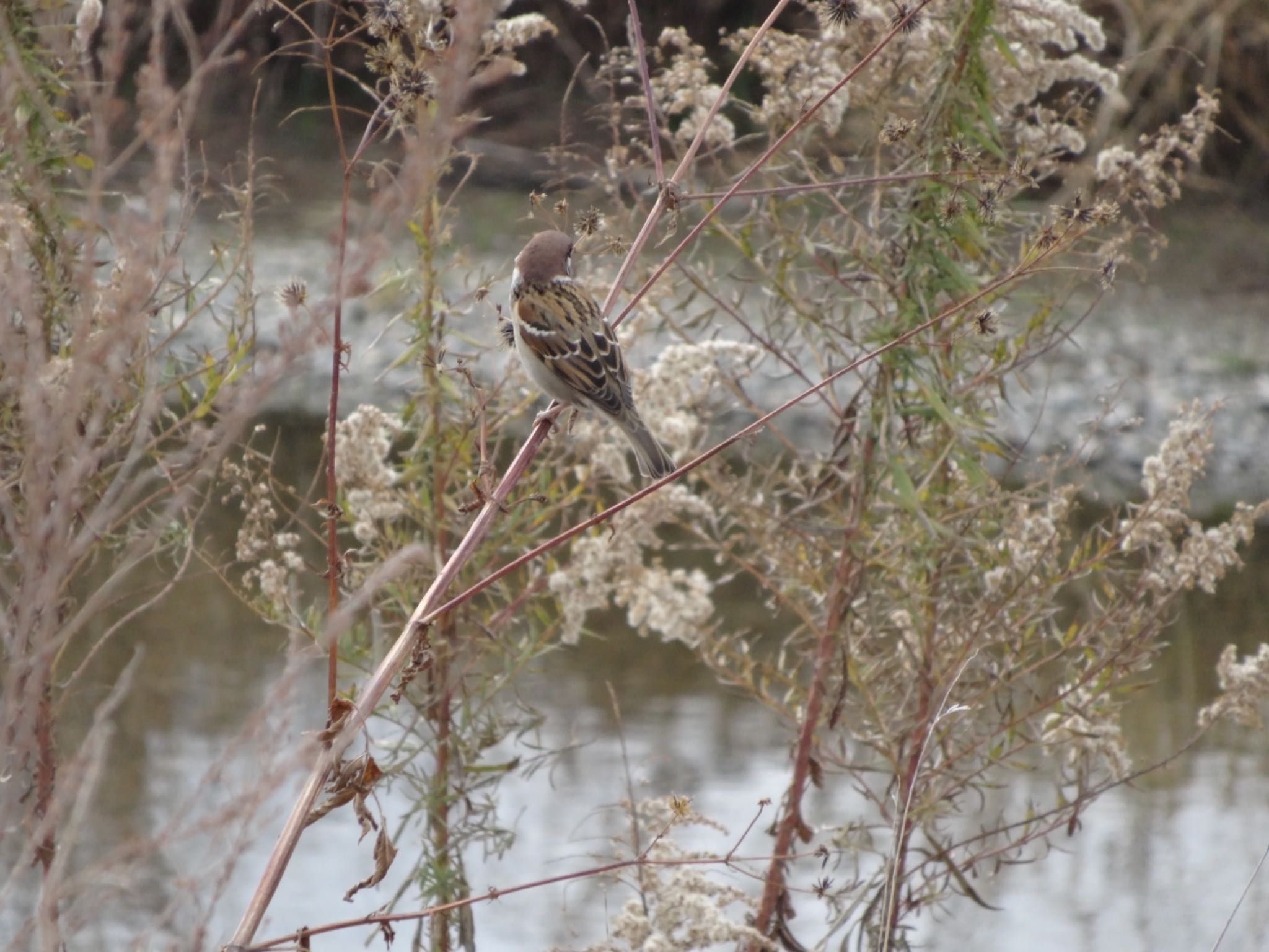 Photo of Eurasian Tree Sparrow at 浅川 (八王子) by ツピ太郎