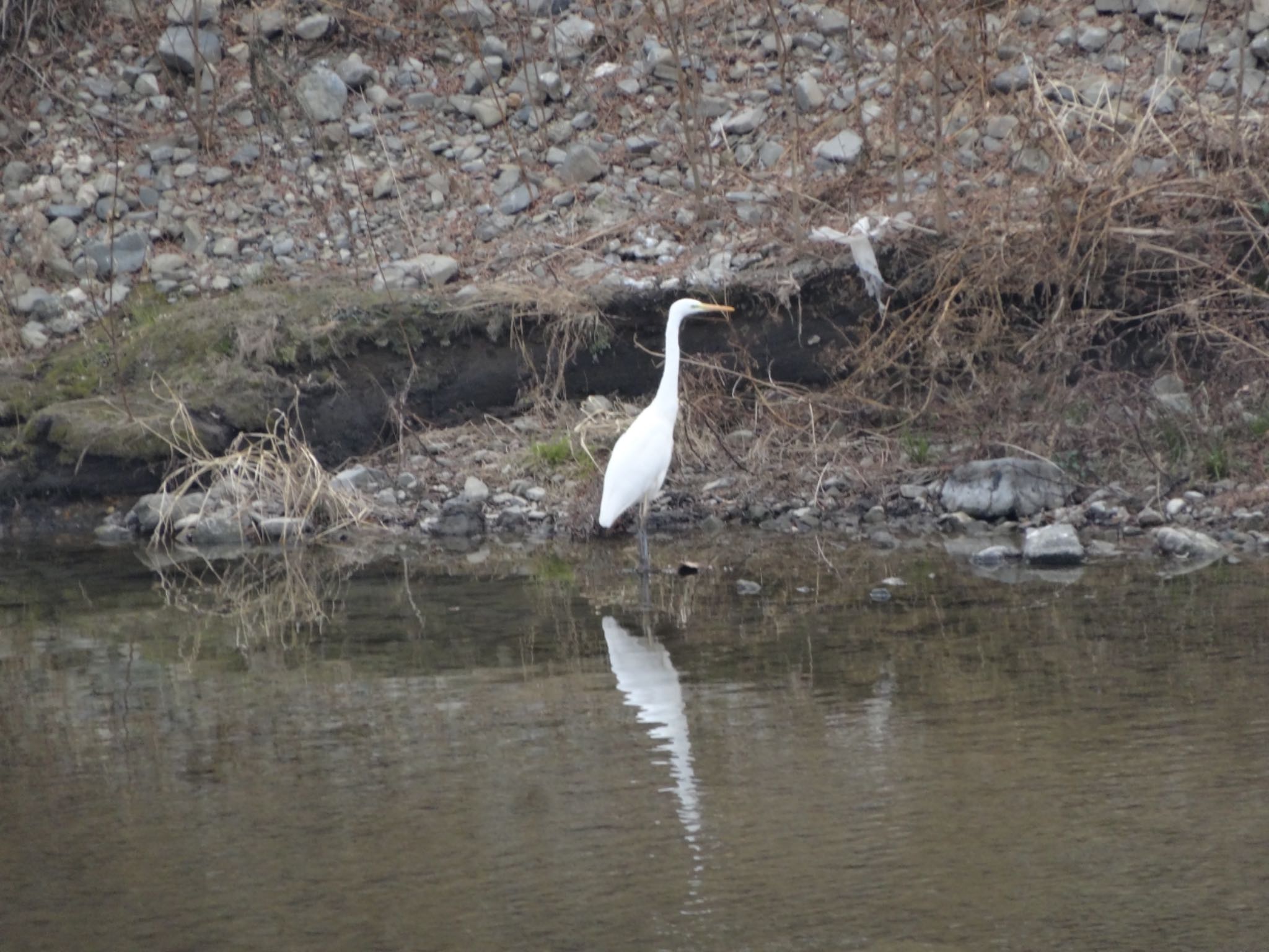 Photo of Great Egret at 浅川 (八王子) by ツピ太郎