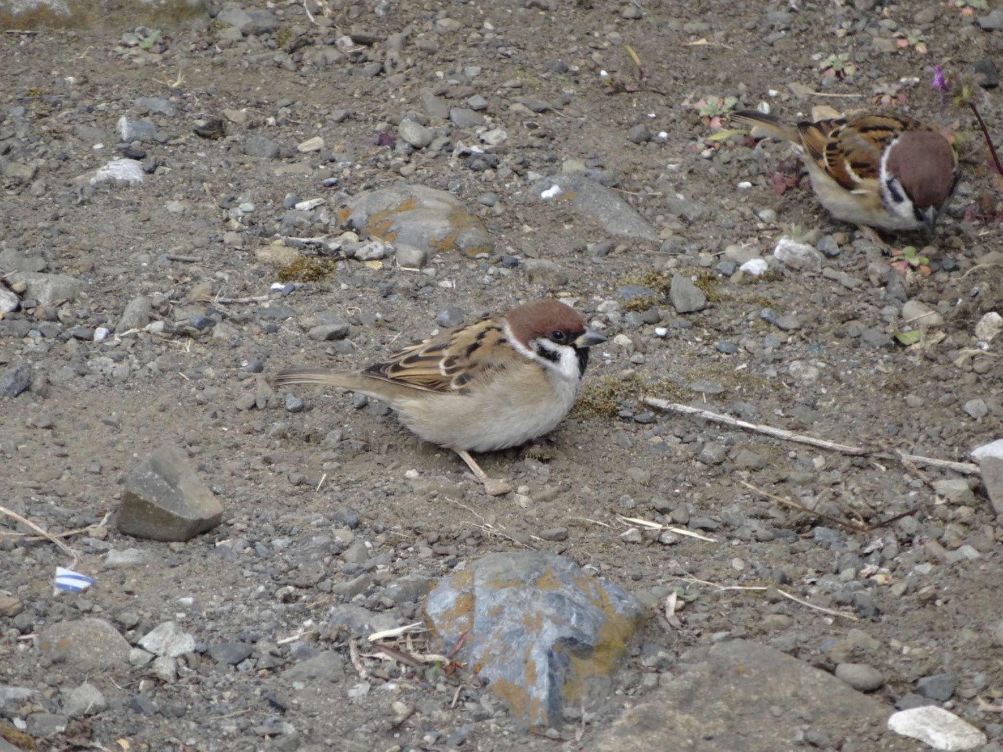 Photo of Eurasian Tree Sparrow at 浅川 (八王子)