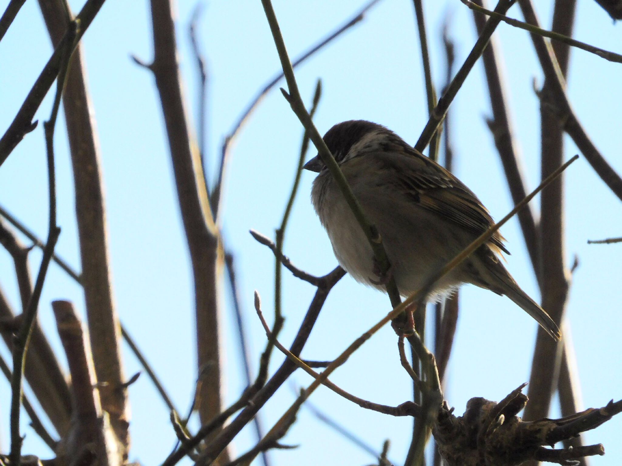 Photo of Eurasian Tree Sparrow at 千葉県