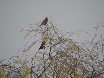 Red Crossbill 月寒公園 Fri, 11/27/2020