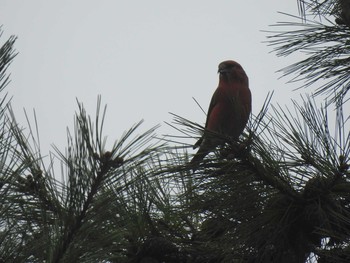 Red Crossbill 月寒公園 Fri, 11/27/2020