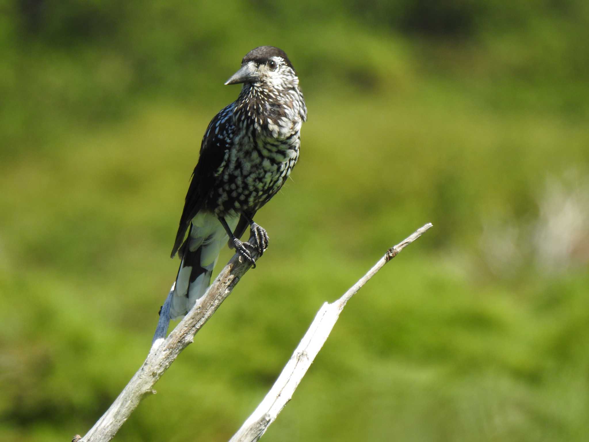 Photo of Spotted Nutcracker at  by horo-gold