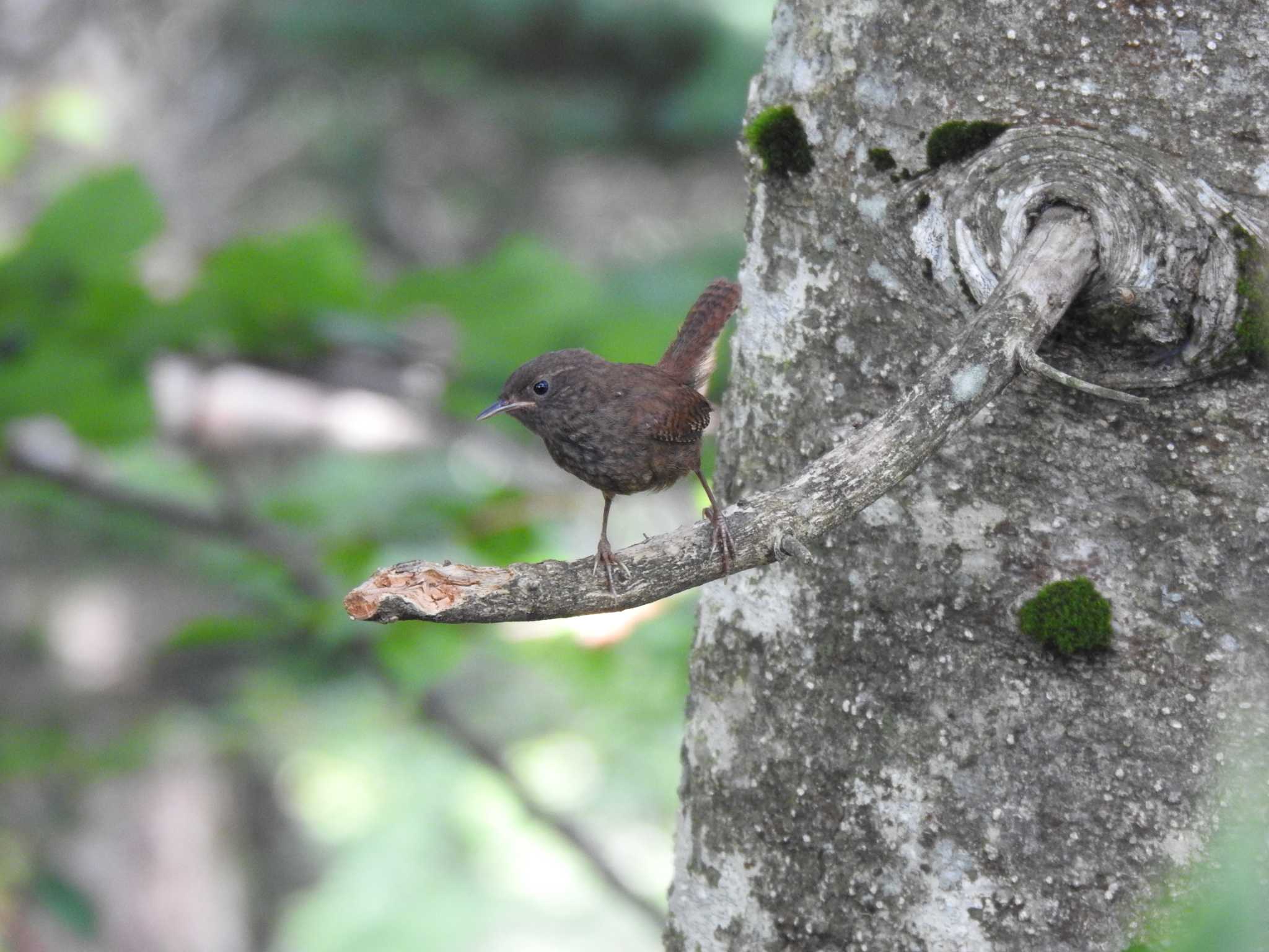 Photo of Eurasian Wren at 