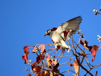 2016年11月25日(金) 水元公園の野鳥観察記録