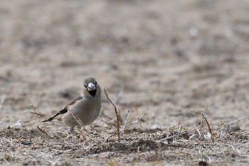 2021年1月3日(日) 涸沼の野鳥観察記録