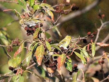 Eurasian Siskin Mizumoto Park Fri, 11/25/2016