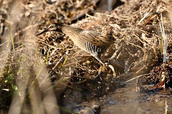 Mon, 1/4/2021 Birding report at Mizumoto Park