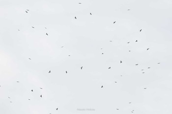 Chinese Sparrowhawk 烏帽子岳(長崎県) Sat, 9/19/2020