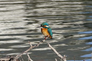 Common Kingfisher いつもの河原 Wed, 11/30/2016