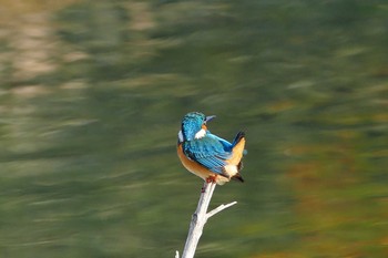 Common Kingfisher いつもの河原 Wed, 11/30/2016