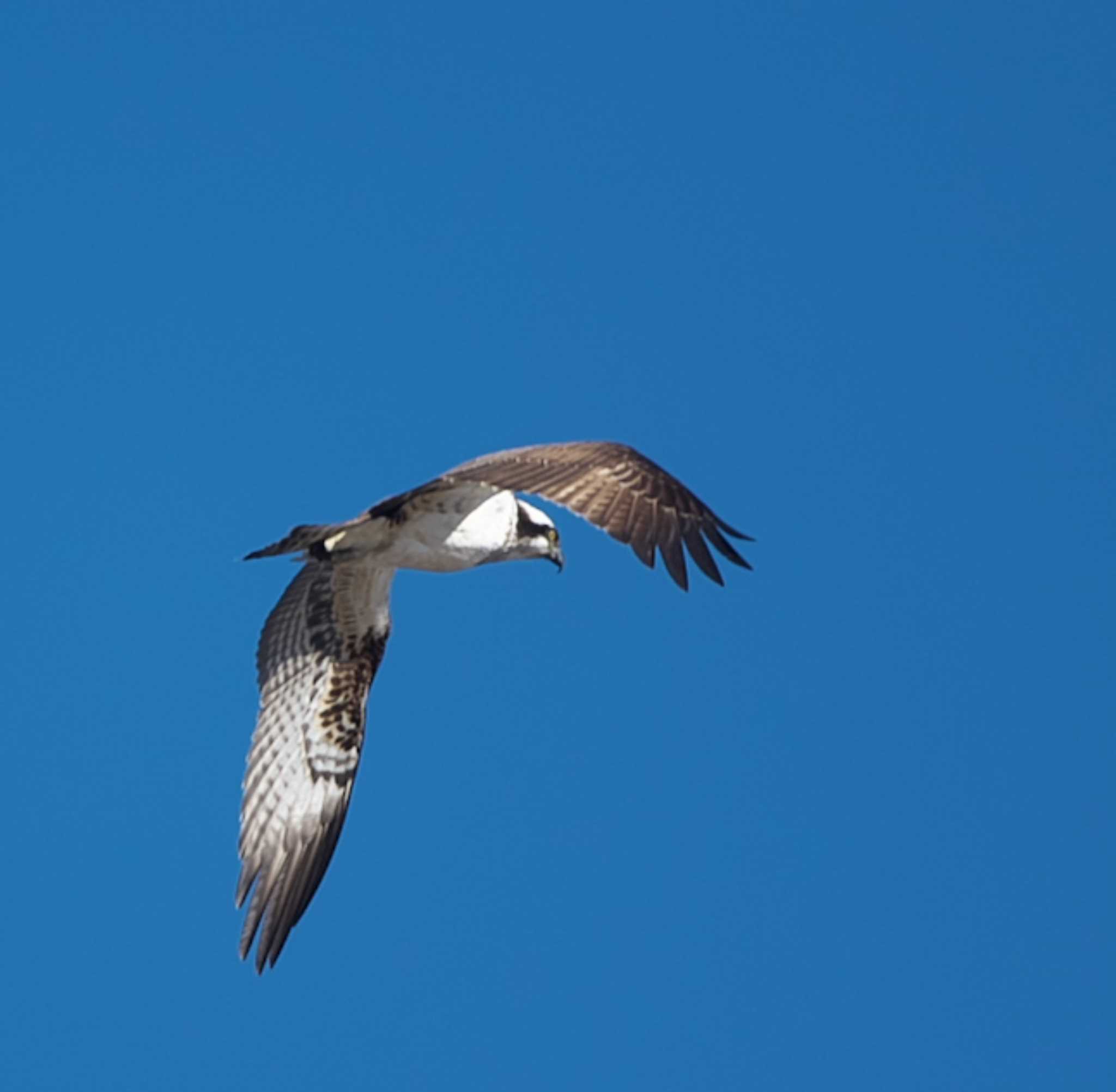 Photo of Osprey at 東京都多摩地域