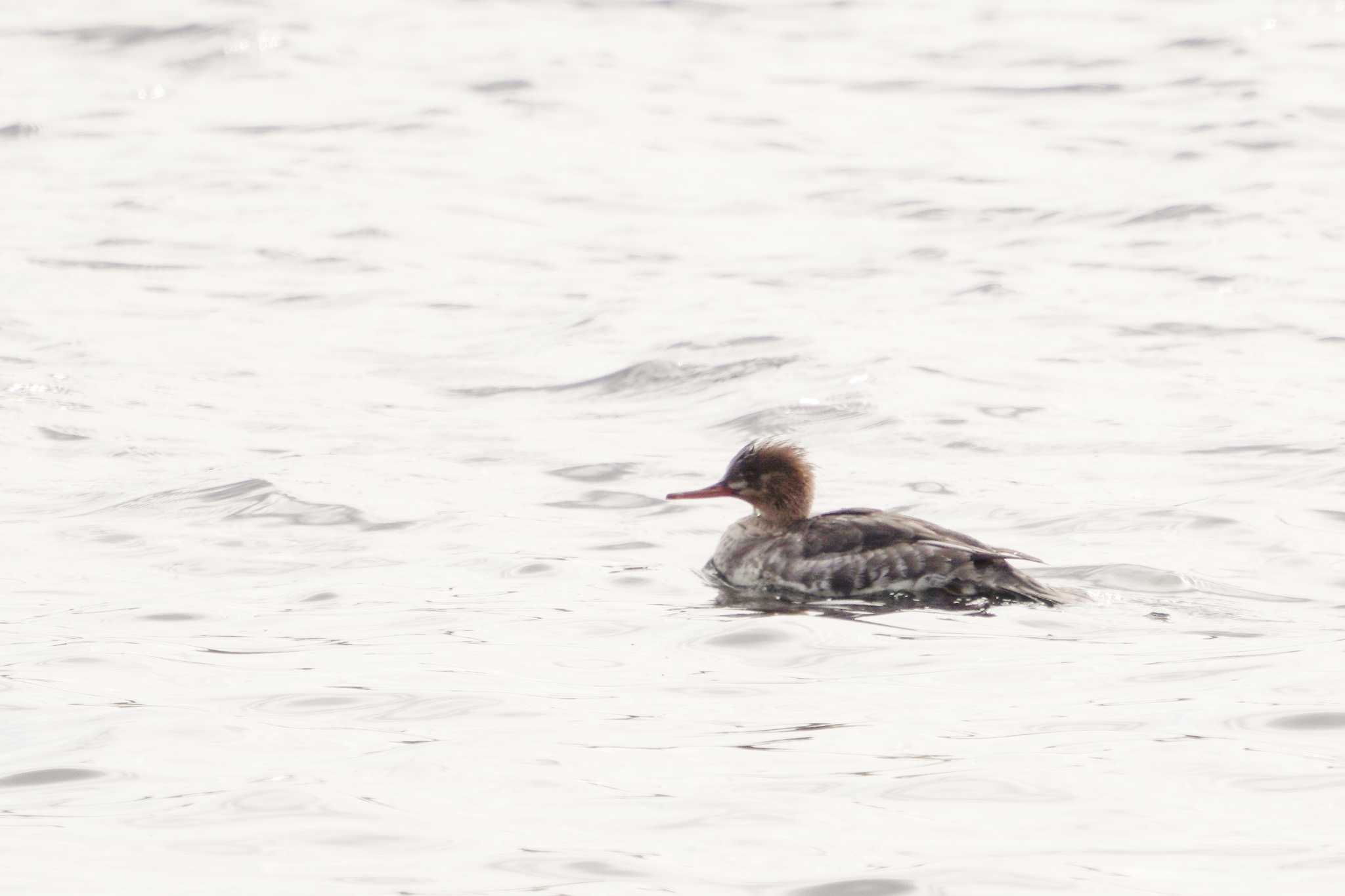 Photo of Red-breasted Merganser at 新旭水鳥観察センター