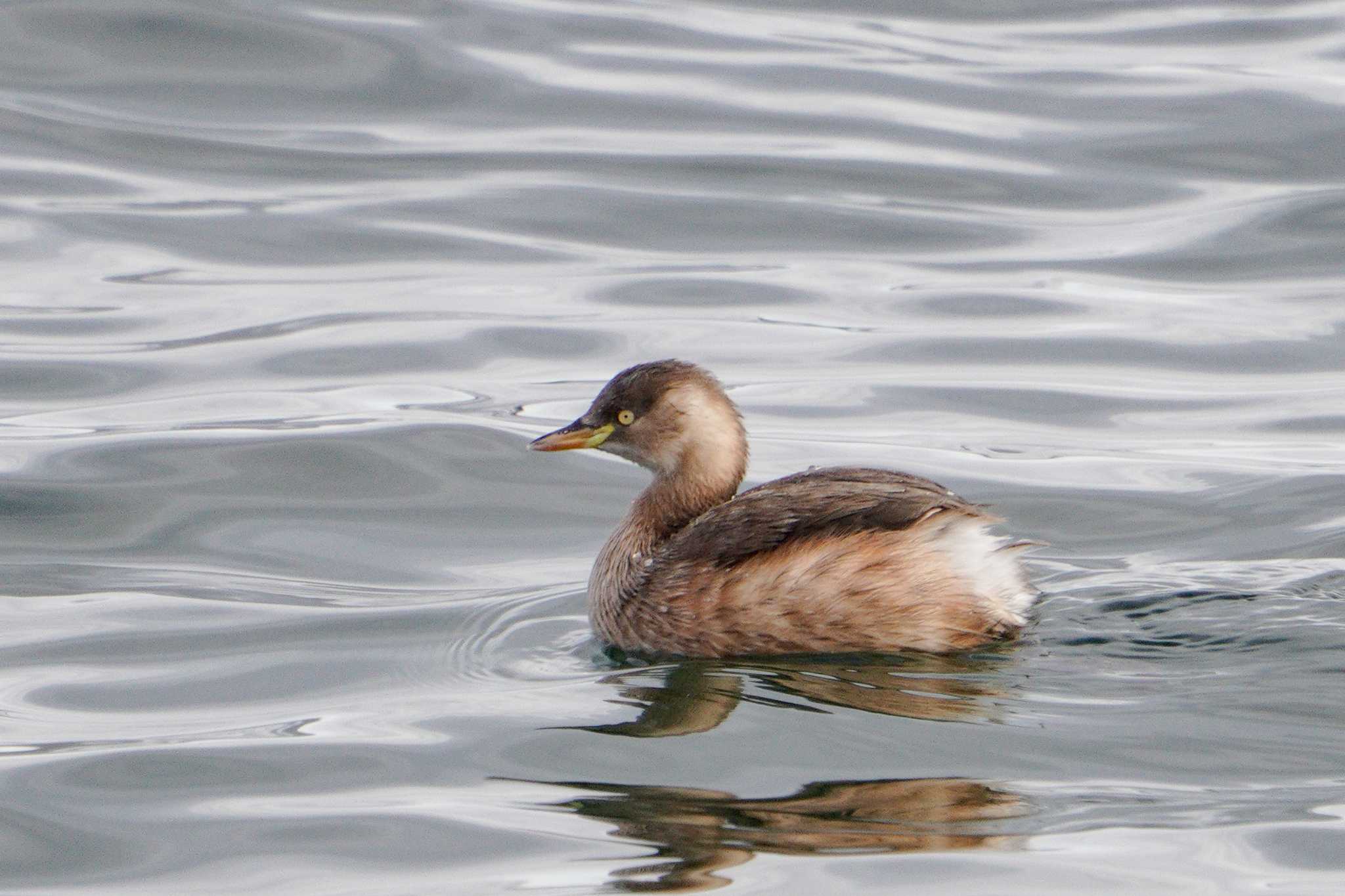 Photo of Little Grebe at 近江舞子