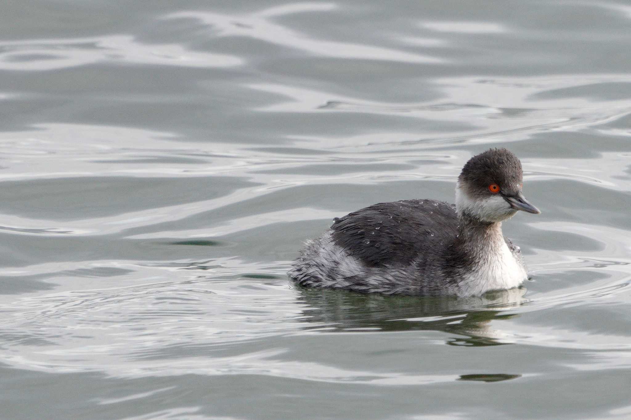 Photo of Black-necked Grebe at 近江舞子