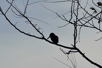 Common Kingfisher いつもの河原 Wed, 11/30/2016