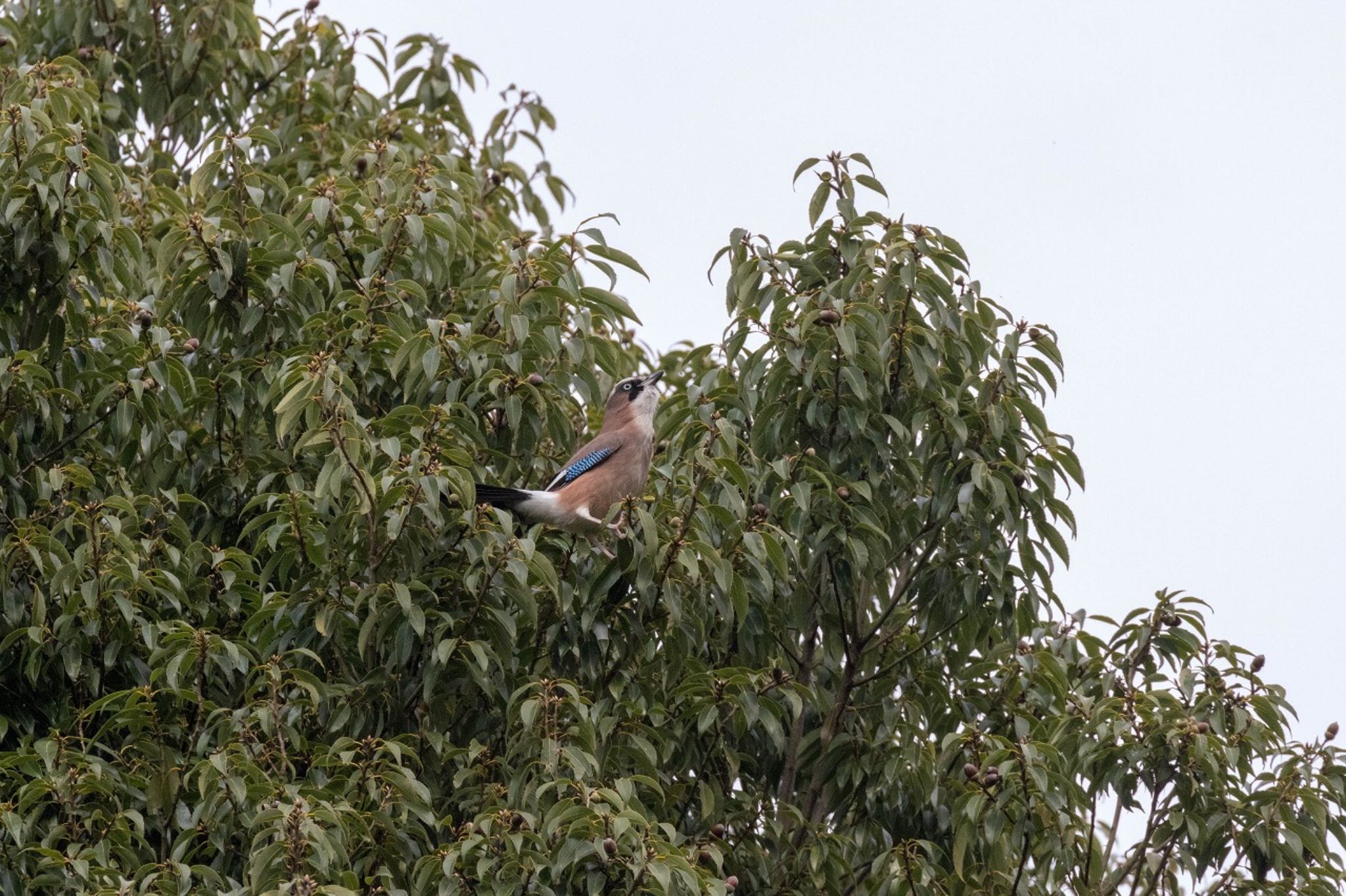 Photo of Eurasian Jay at 