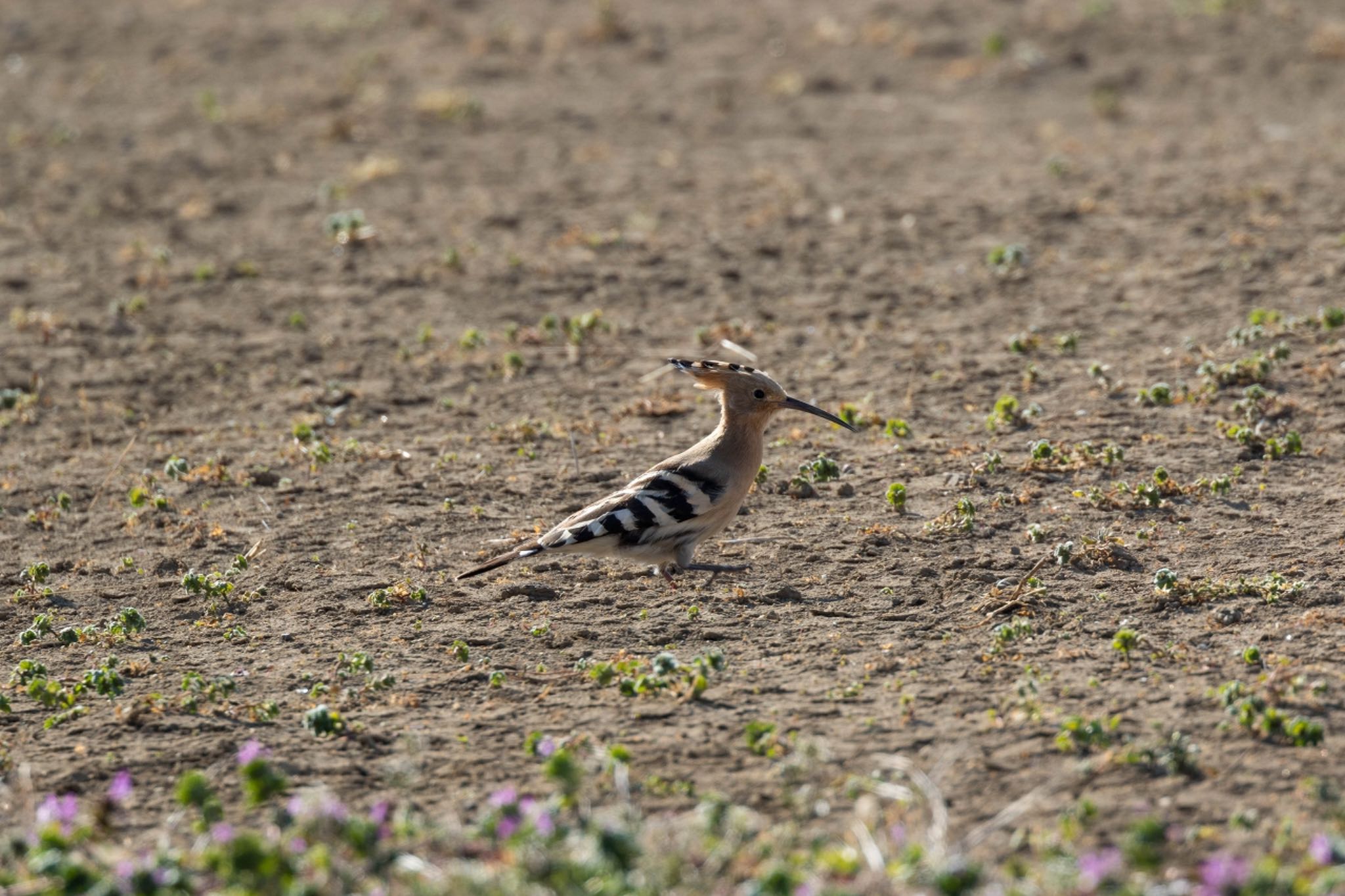 Photo of Eurasian Hoopoe at 