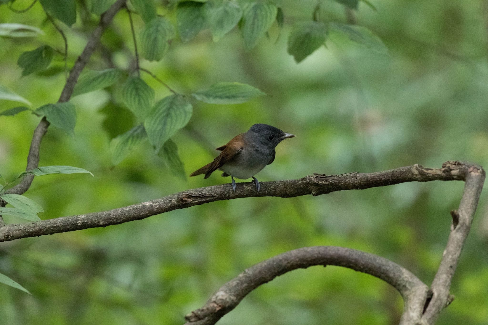 Photo of Black Paradise Flycatcher at 