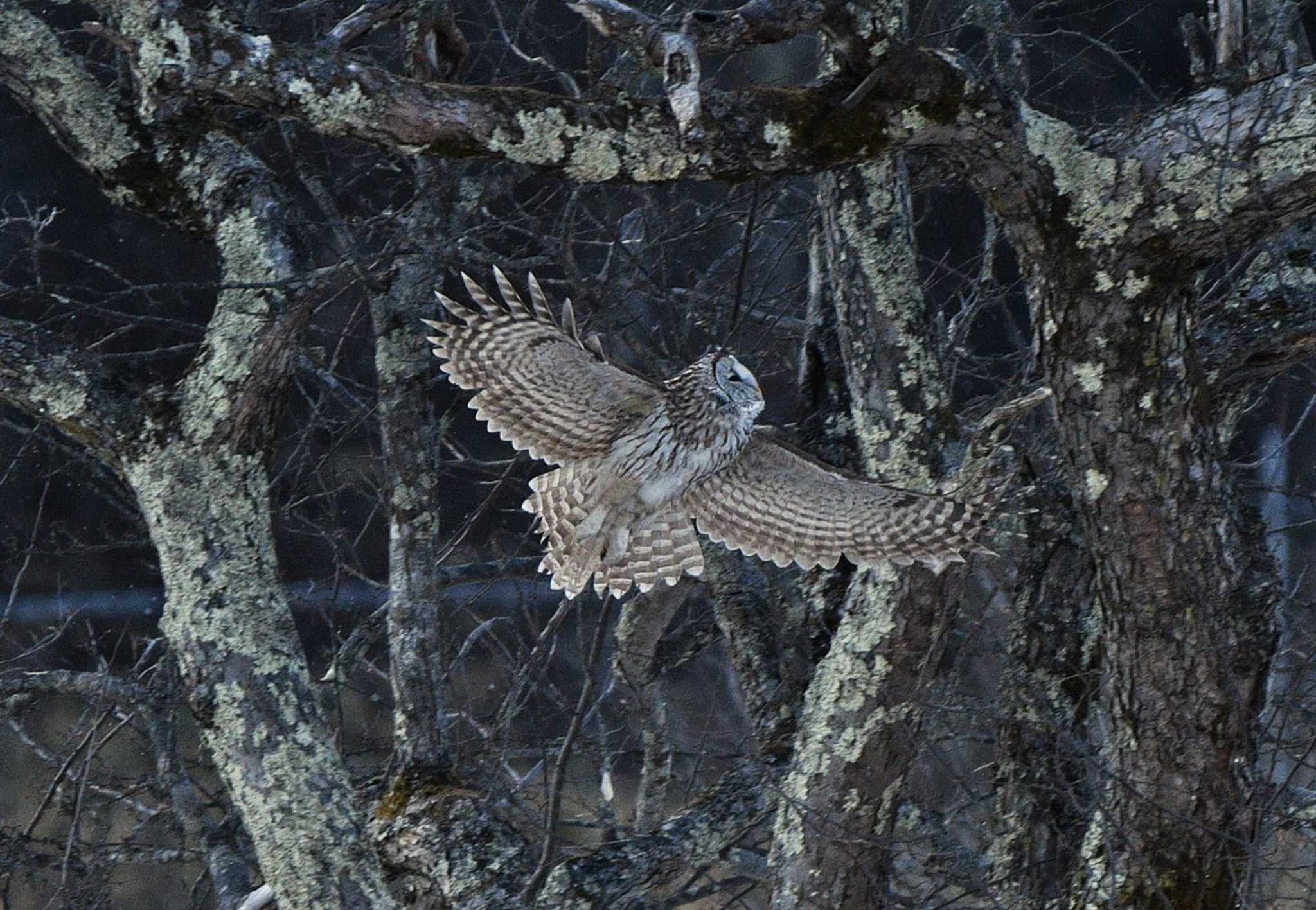 Photo of Ural Owl at 