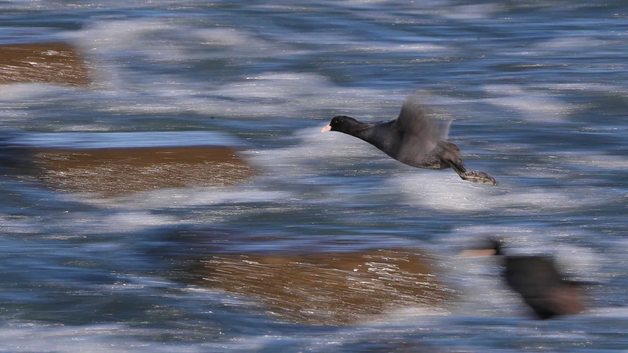 Photo of Eurasian Coot at 利根川 by 中嶋辰