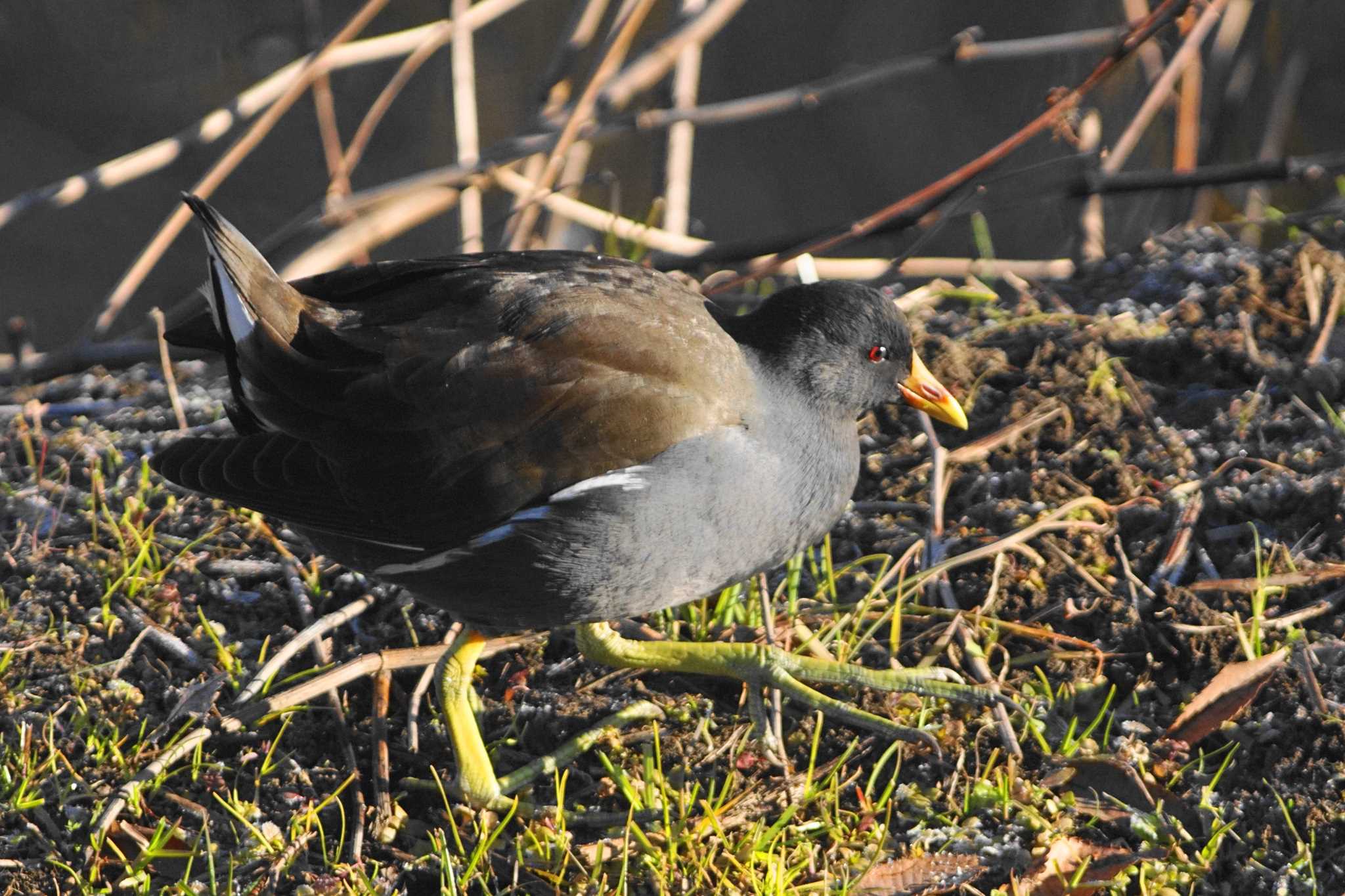 Photo of Common Moorhen at Nogawa by bea