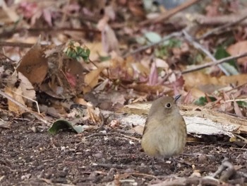 ジョウビタキ 八丁湖 2021年1月6日(水)