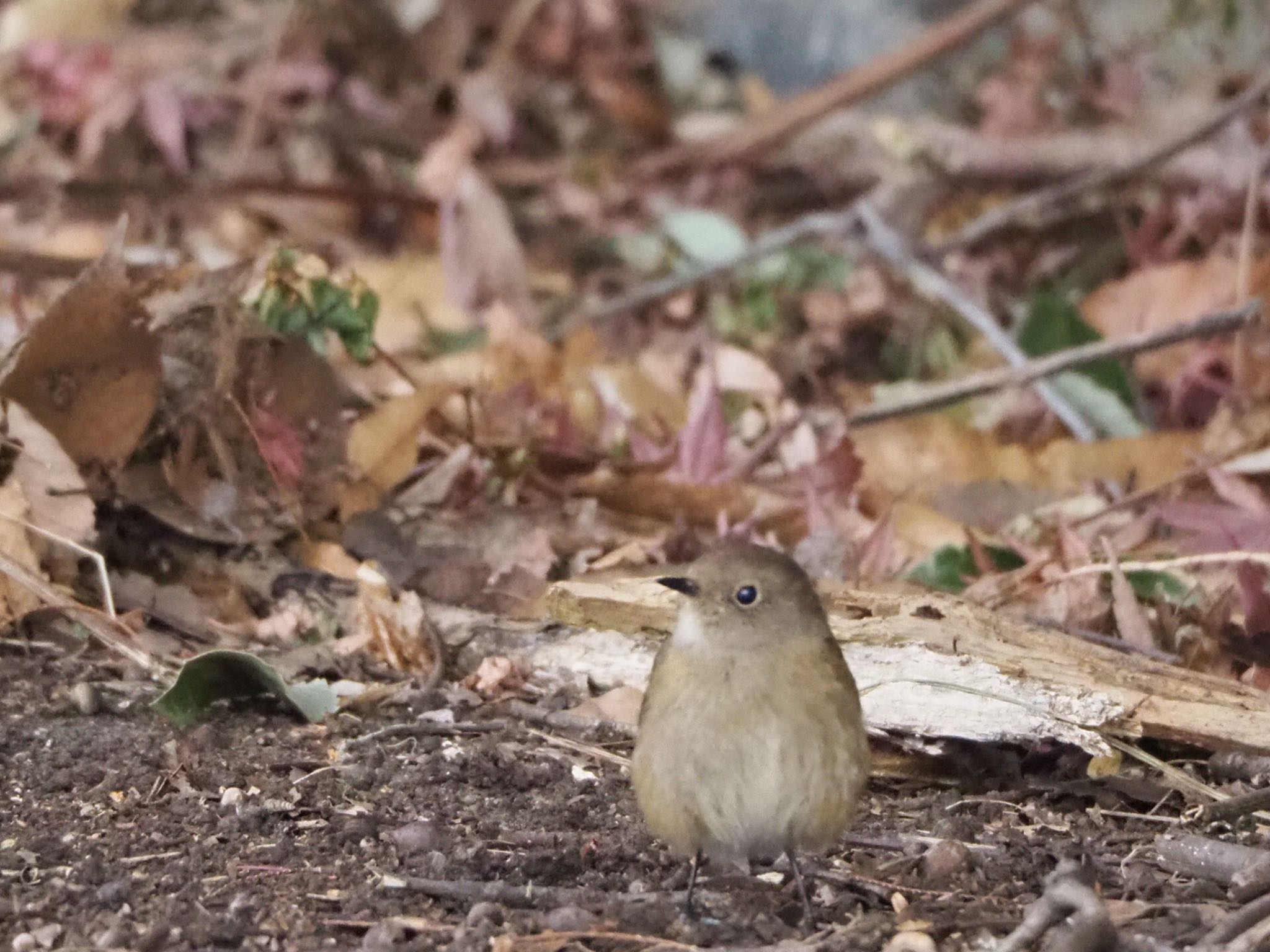 Daurian Redstart