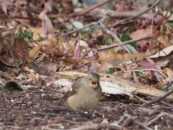 2021年1月6日(水) 八丁湖の野鳥観察記録